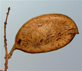  Legume